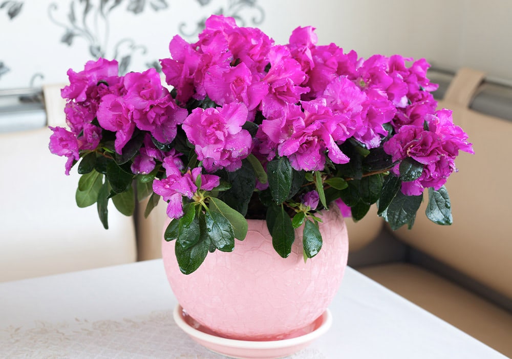 Pink-flowered potted azaela sitting on a white table in a modern, decorated room with a patterned wall in the background.