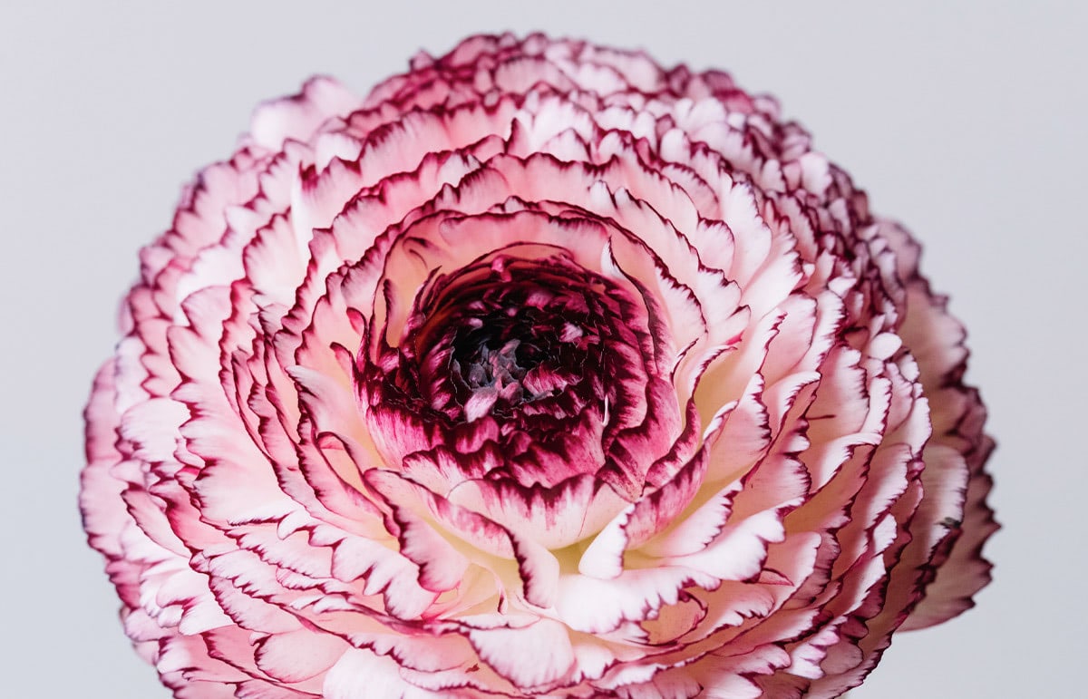 A large, single flower with layered pink and white petals is fully bloomed against a plain, light grey background.