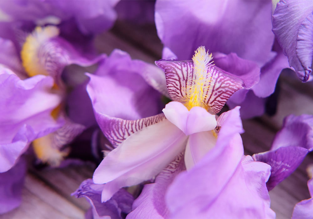 Purple irises with intricate petal patterns and yellow highlights bloom closely together, set against a rustic wooden background.