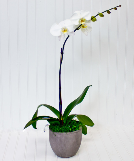 White Orchids & Succulent Plant in White Ceramic