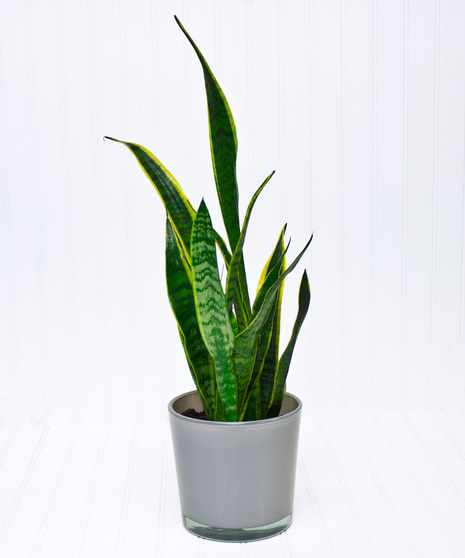 Snake Plant - Blossom Flower Shops - Yonkers, NY & White Plains, NY