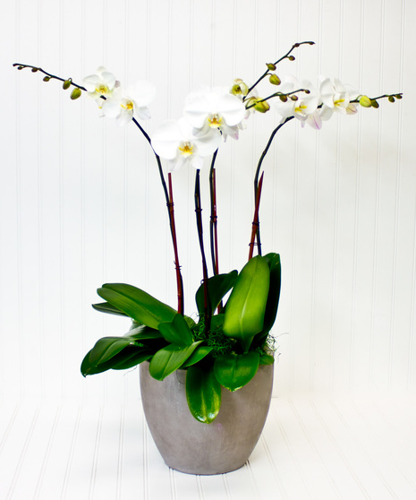 Orchid Planter