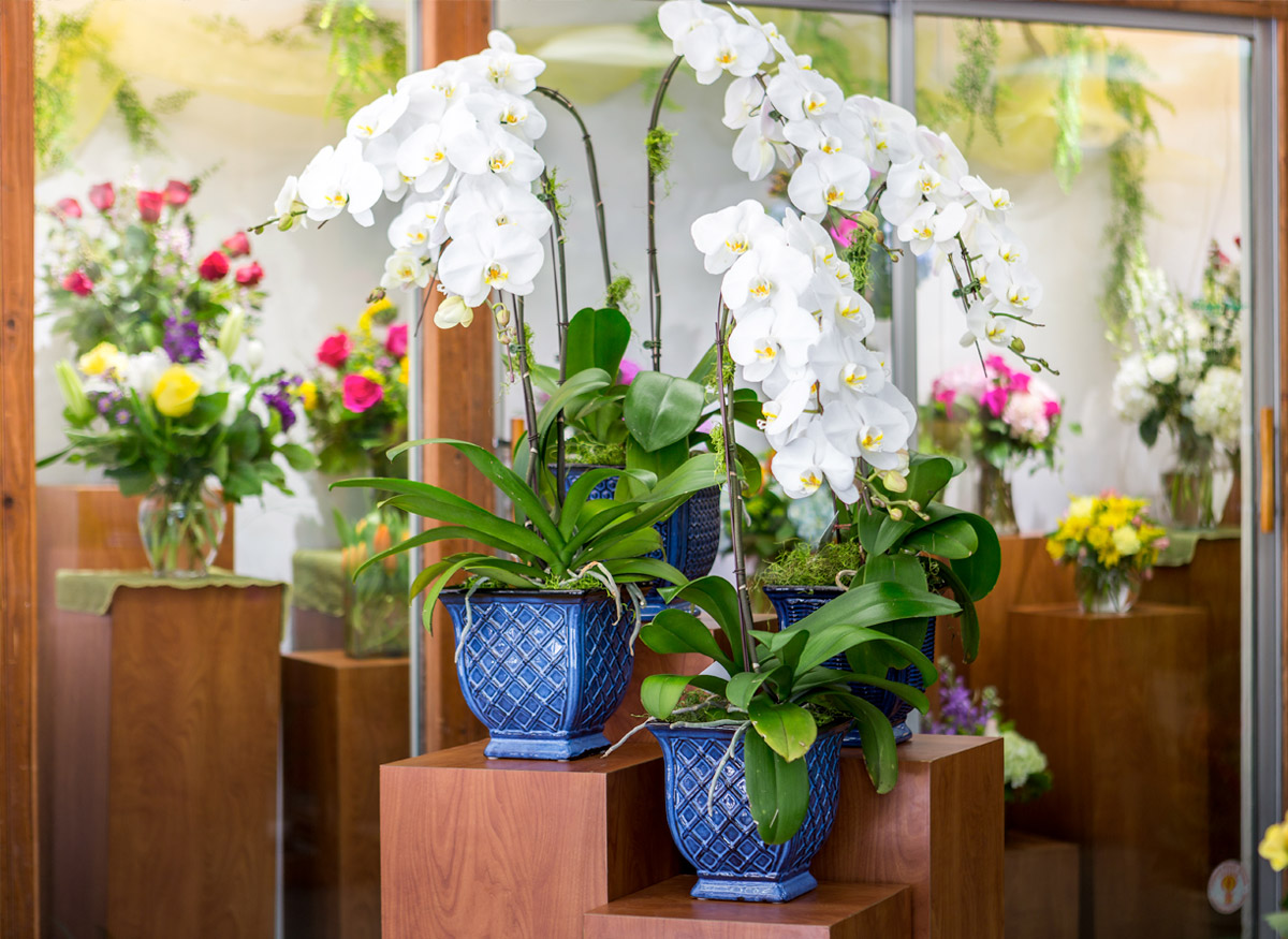 Several lovely white orchids await their new home