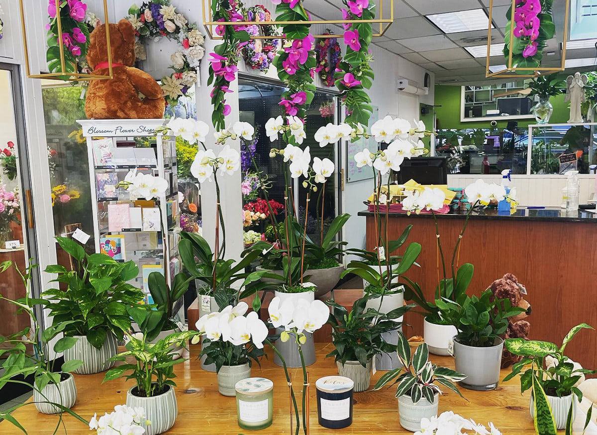 A selection of orchids, both hanging and potted, on display in our showroom