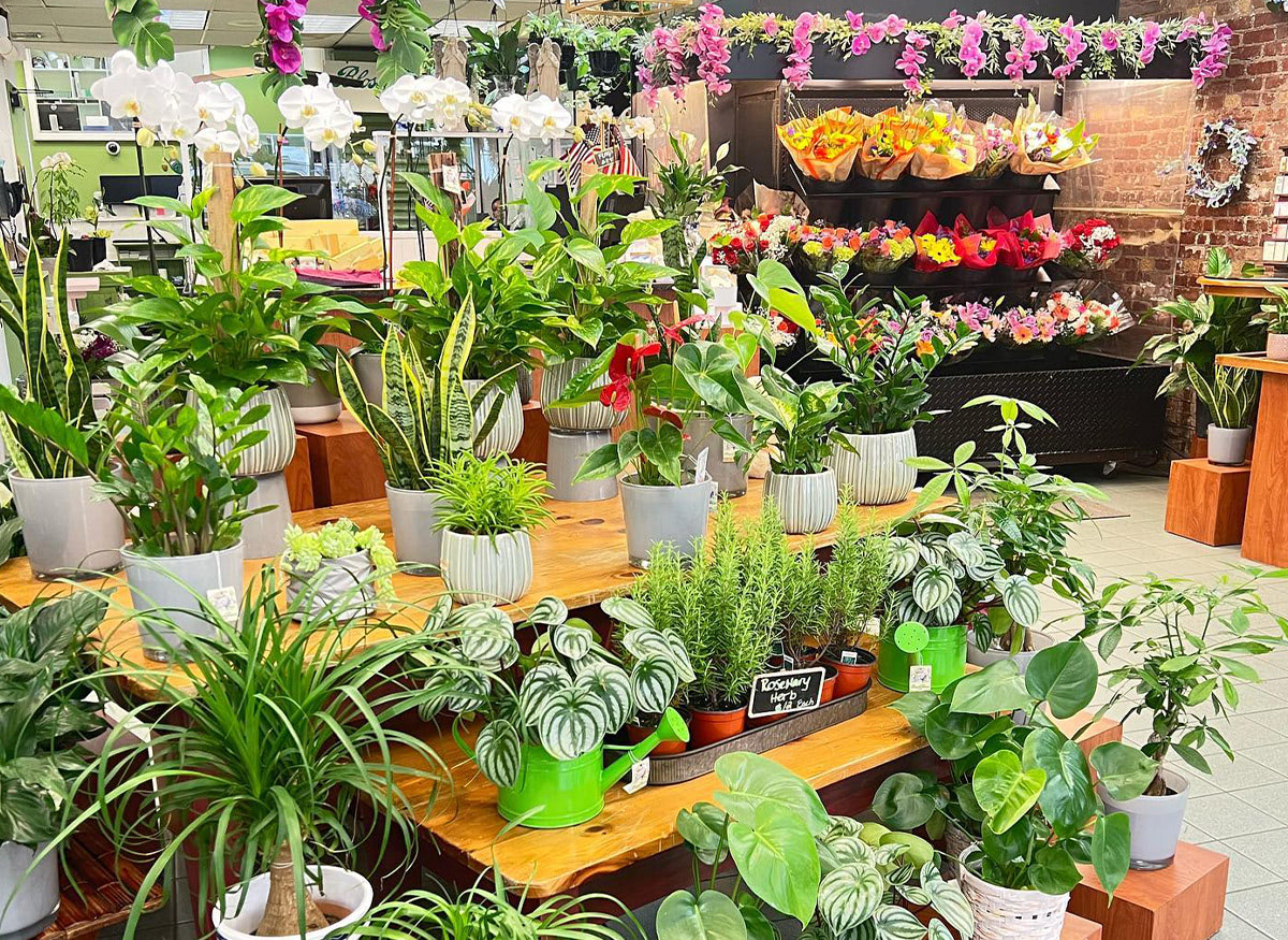 A broad collection of potted plants occupies shelf space in our Yonkers storefront